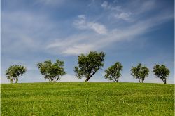 Image of trees